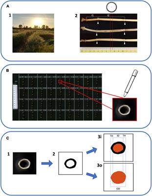 Multi-environment genome -wide association mapping of culm morphology traits in barley